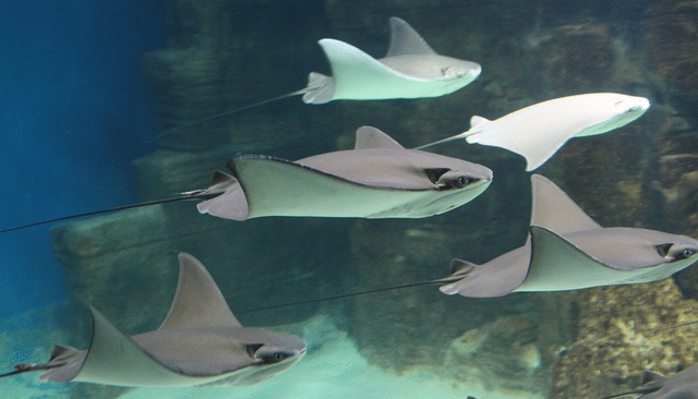 Newport Aquarium In Cincinnati Newport Aquarium In Cincinnati